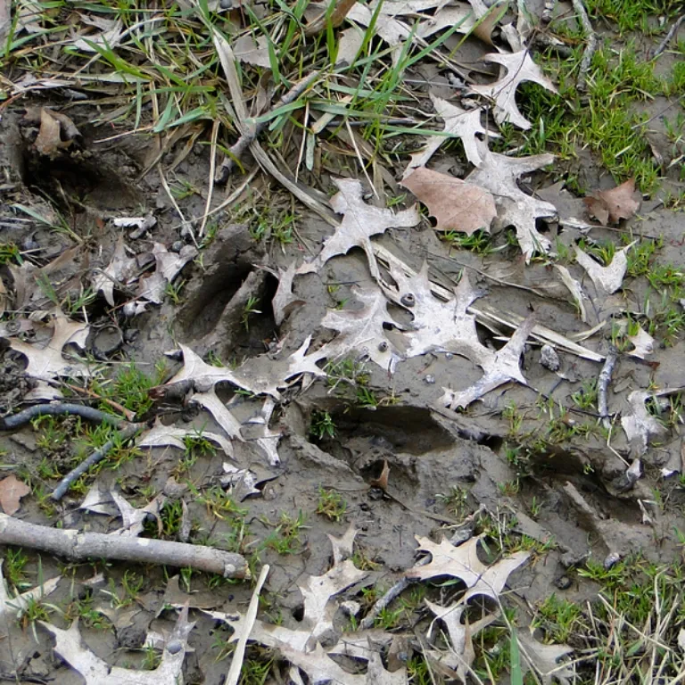 Animal Tracks